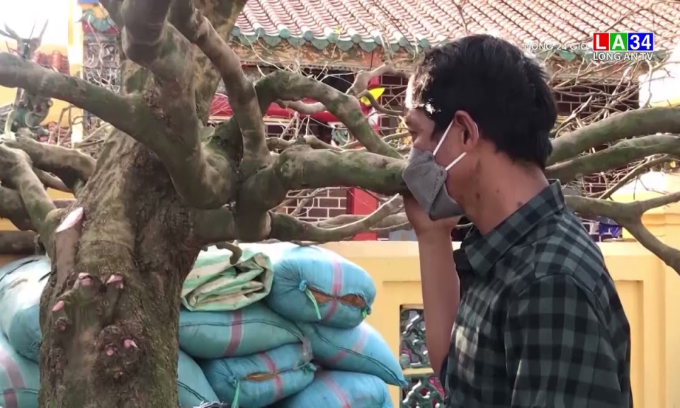 Chiêm ngưỡng cây mai vàng 50 năm tuổi giá 6 tỷ đồng ở miền Tây