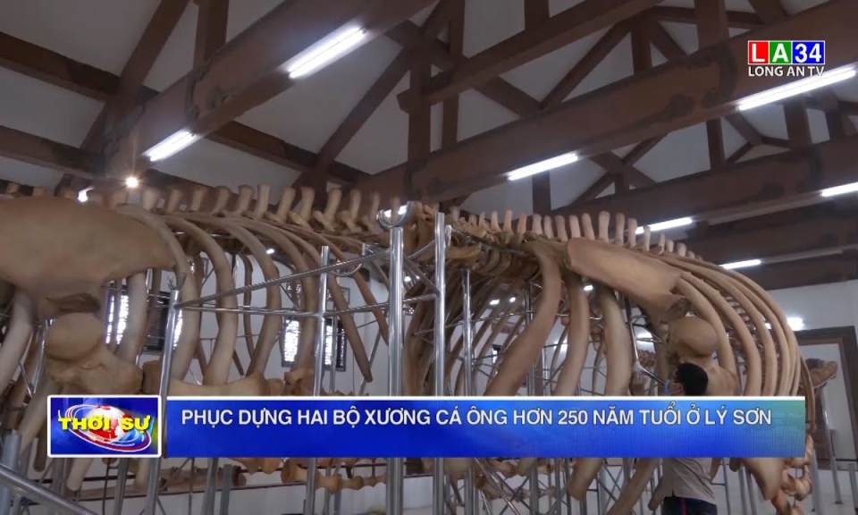 Phục dựng hai bộ xương cá ông hơn 250 năm tuổi ở Lý Sơn
