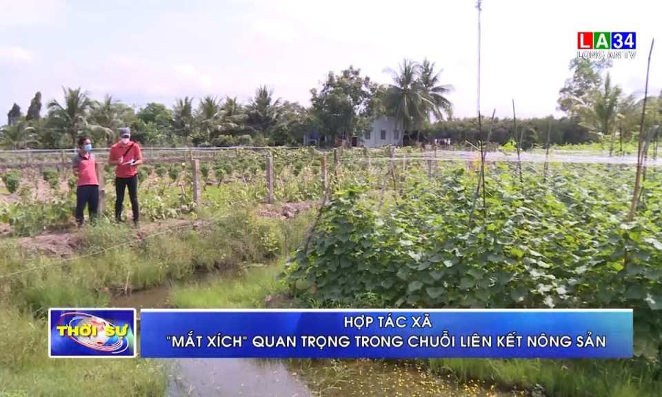 Hợp tác xã, “mắt xích” quan trọng trong chuỗi liên kết nông sản
