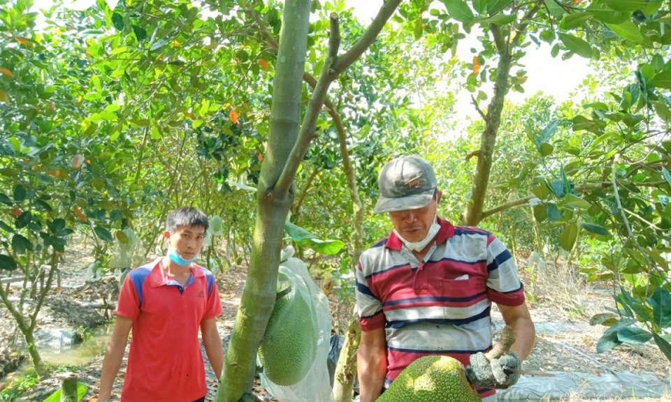 Thêm một kỳ vọng giải bài toán nông sản vùng ĐBSCL