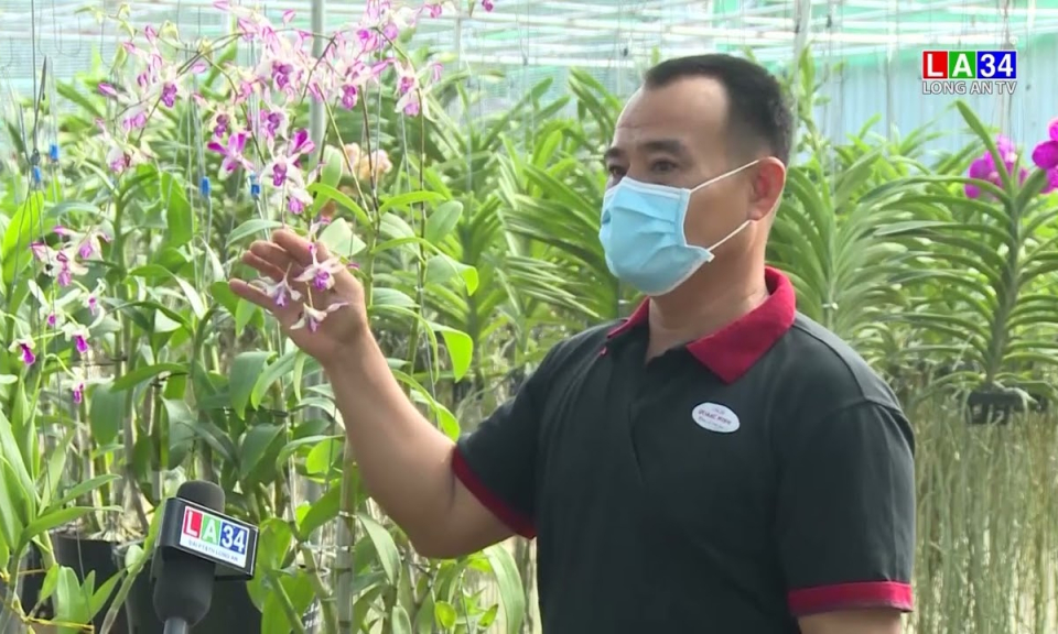 Độc đáo lan đột biến Dendro hổ mang chóp