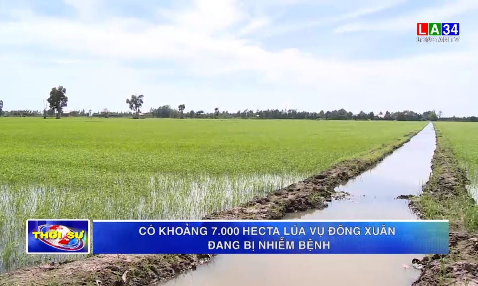 Có khoảng 7.000 hecta lúa vụ Đông Xuân 2021-2022 đang bị nhiễm bệnh