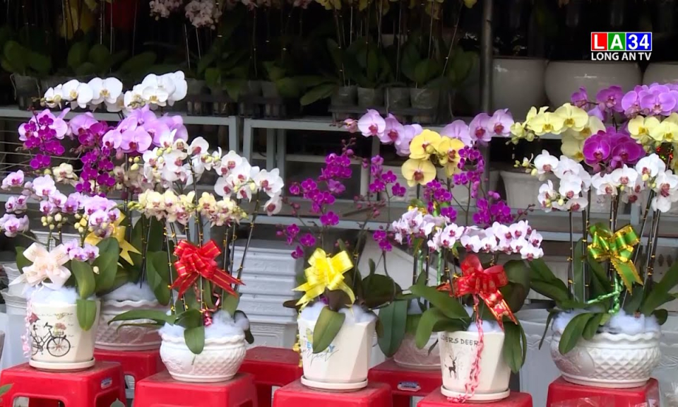 Đa dạng các mẫu hoa lan thiết kế chơi Tết