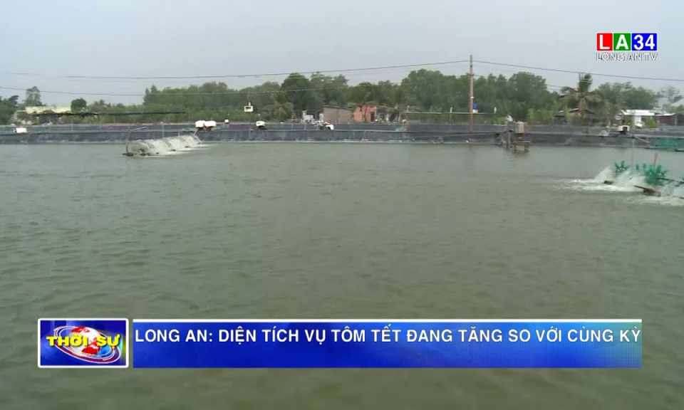 Long An: Diện tích vụ tôm Tết đang tăng so với cùng kỳ