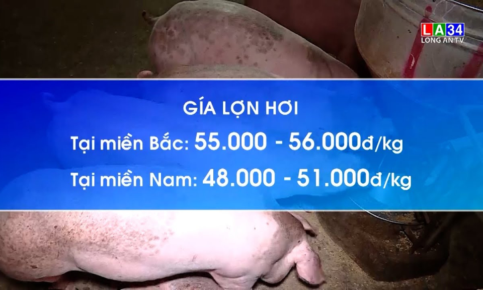 Càng gần Tết giá heo, gà tăng lên từng ngày