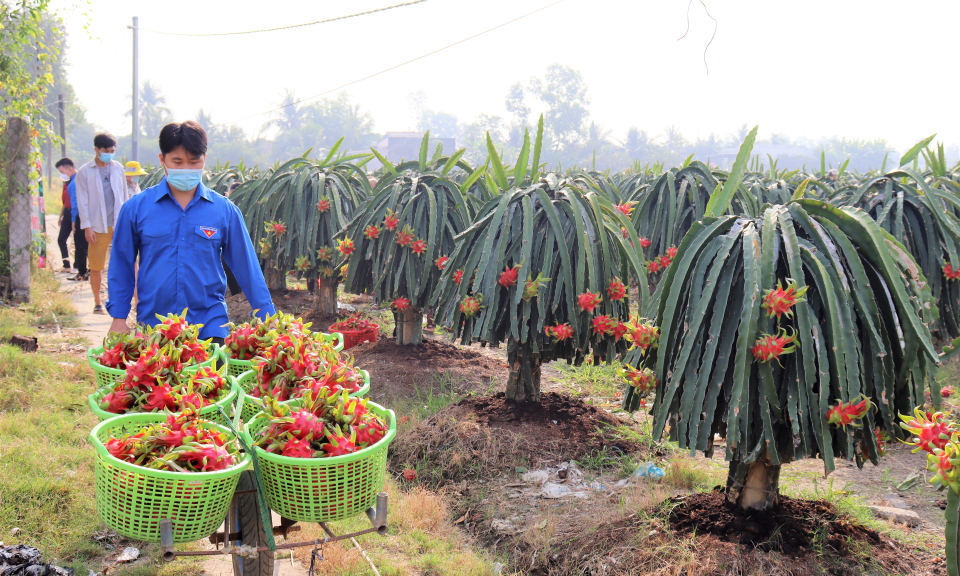 Các hội, đoàn thể huyện Cần Đước hỗ trợ tiêu thụ thanh long cho nông dân