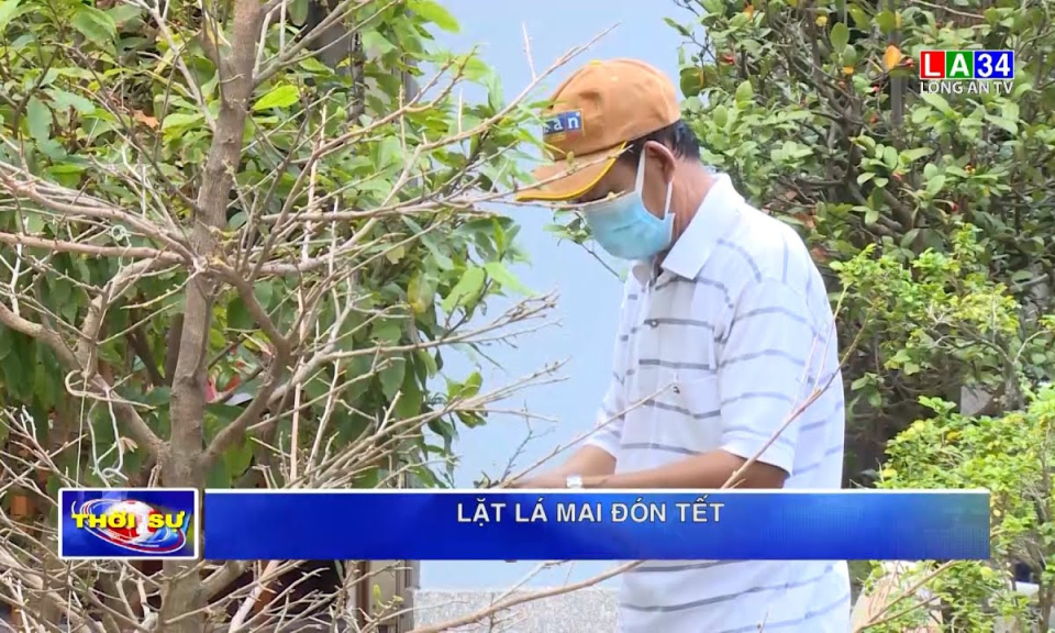 Lặt lá mai đón Tết
