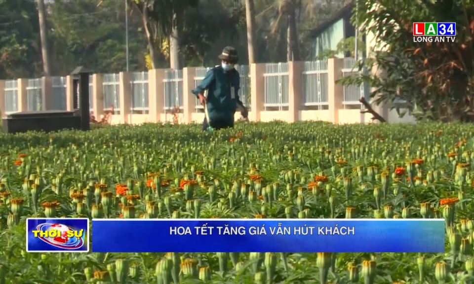 Hoa Tết tăng giá vẫn hút khách