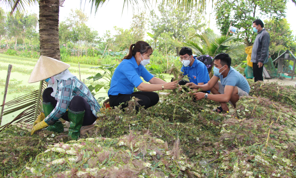 Thủ Thừa phát huy hiệu quả Tổ hợp tác trồng rau của Đoàn thanh niên