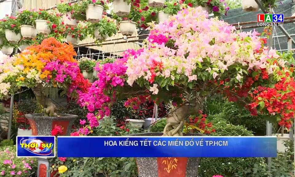 Hoa kiểng Tết các miền đổ về TP.HCM