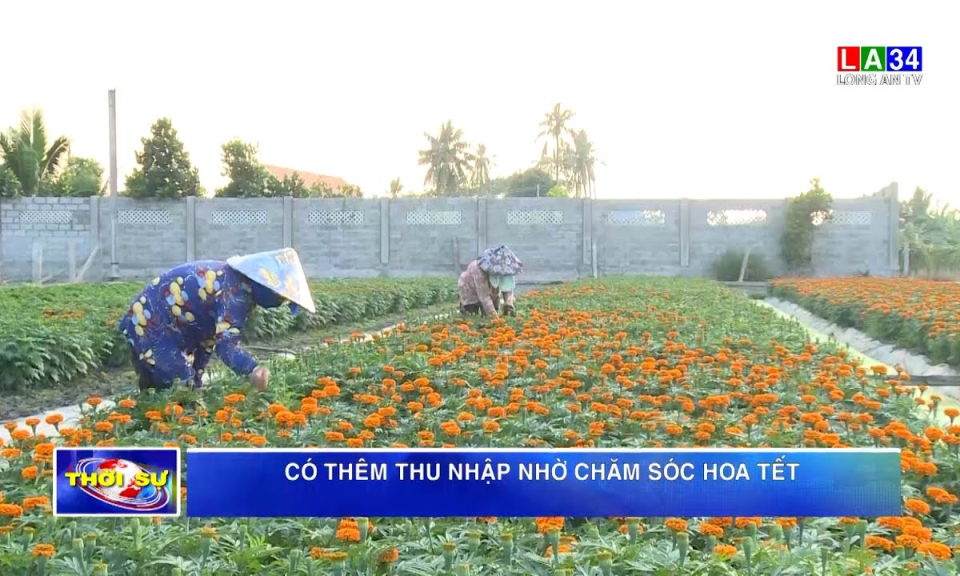 Có thêm thu nhập nhờ chăm sóc hoa Tết