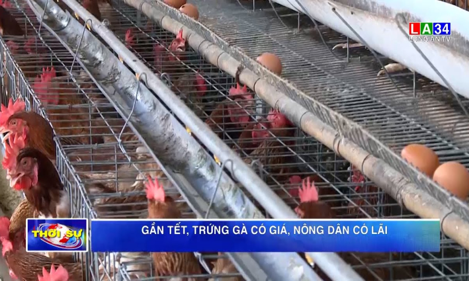 Gần Tết, trứng gà có giá, nông dân có lãi