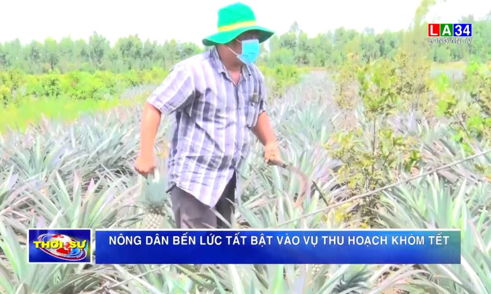 Nông dân Bến Lức tất bật vào vụ thu hoạch khóm Tết