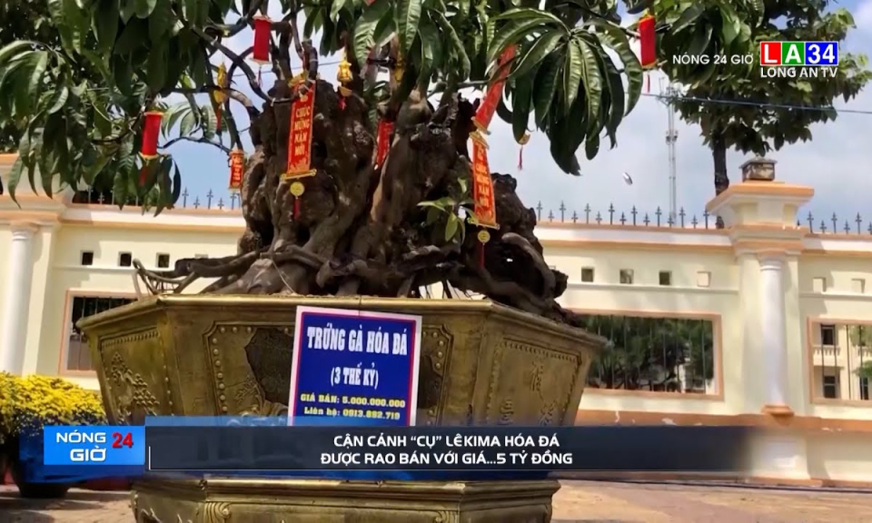 Cận cảnh &#8220;cụ&#8221; lêkima hóa đá được rao bán với giá&#8230;5 tỷ đồng