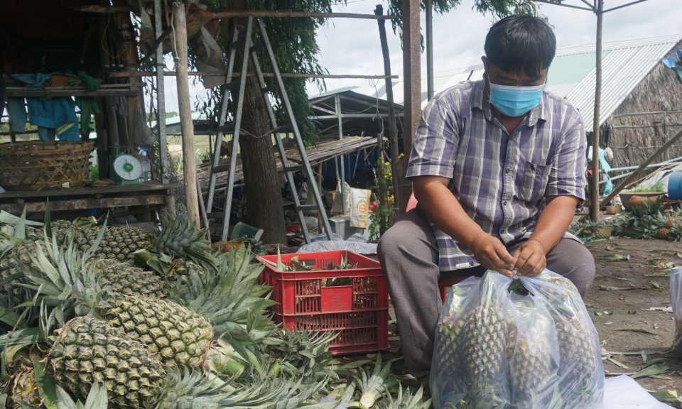 Giá khóm tăng cao, nông dân Bến Lức tất bật vào vụ thu hoạch khóm Tết