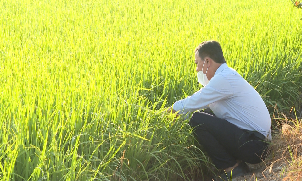 “Thăm đồng” ngày Tết