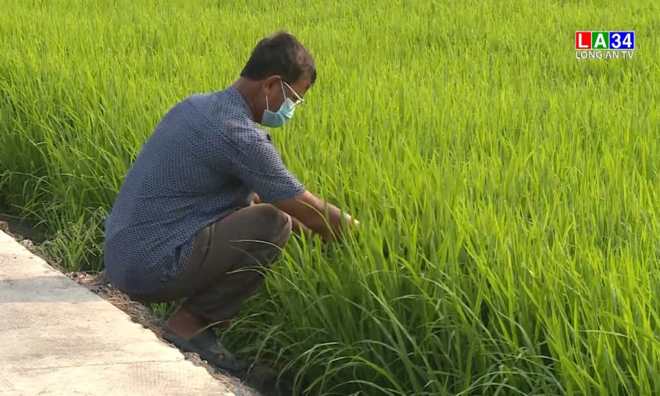 Vui Tết nhưng vẫn không quên chuyện đồng áng