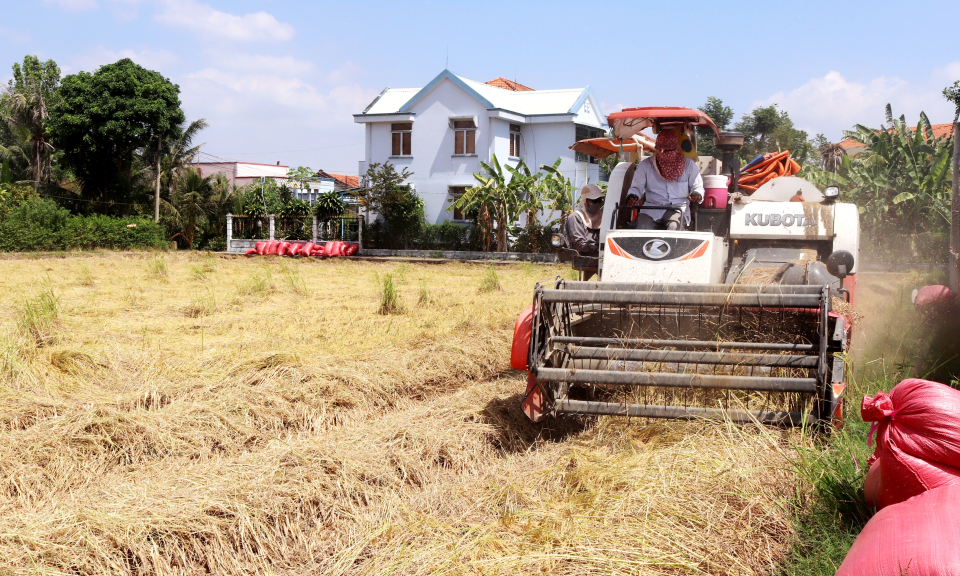 Cần Đước nông dân tập trung thu hoạch lúa Thu Đông