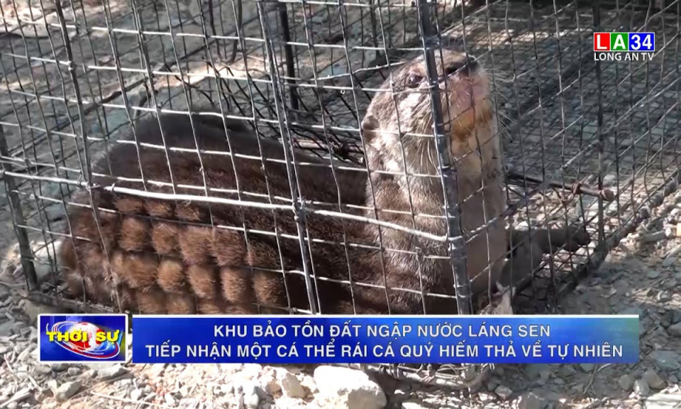 Khu bảo tồn đất ngập nước Láng Sen tiếp nhận một cá thể rái cá quý hiếm thả về tự nhiên