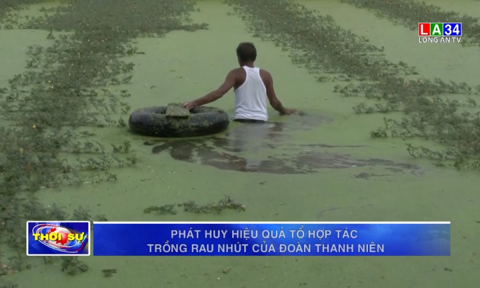 Phát huy hiệu quả Tổ hợp tác trồng rau nhút của Đoàn thanh niên