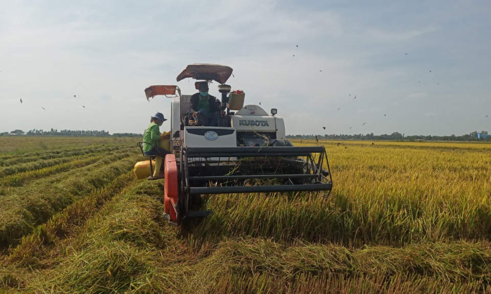 Tân Hưng nông dân bắt đầu thu hoạch lúa