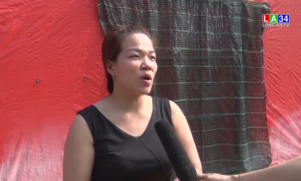Trồng nấm rơm sạch trong nhà cho hiệu quả kinh tế cao