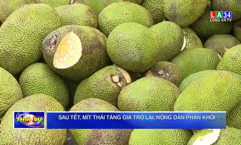 Sau Tết, mít Thái tăng giá trở lại, nông dân phấn khởi