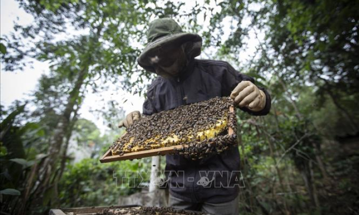 Bộ Công Thương chủ động hỗ trợ doanh nghiệp xuất khẩu mật ong