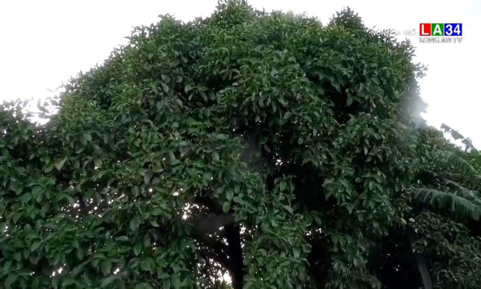 Chiêm ngưỡng cây măng cụt trăm tuổi ở miền Tây