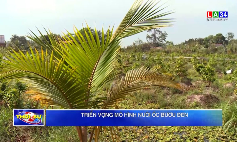 Triển vọng mô hình nuôi ốc bươu đen