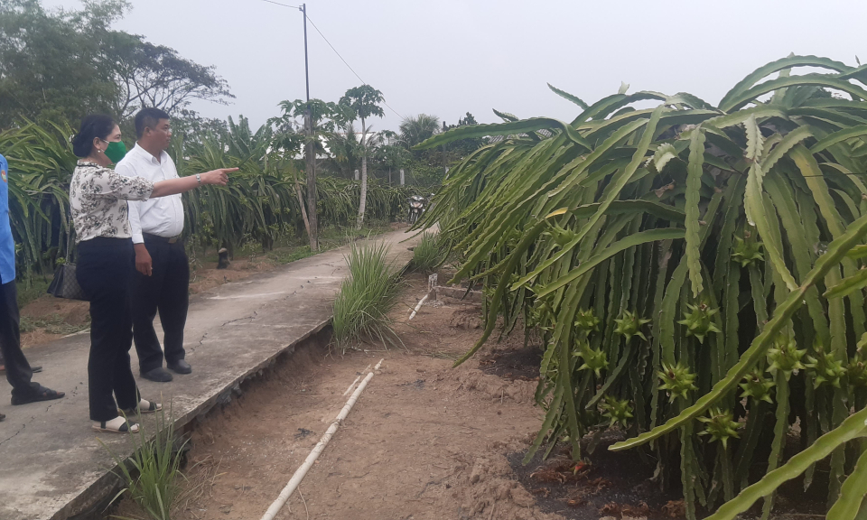 Châu Thành: CLB nông dân sản xuất thanh long sử dụng phân bón hữu cơ vi sinh