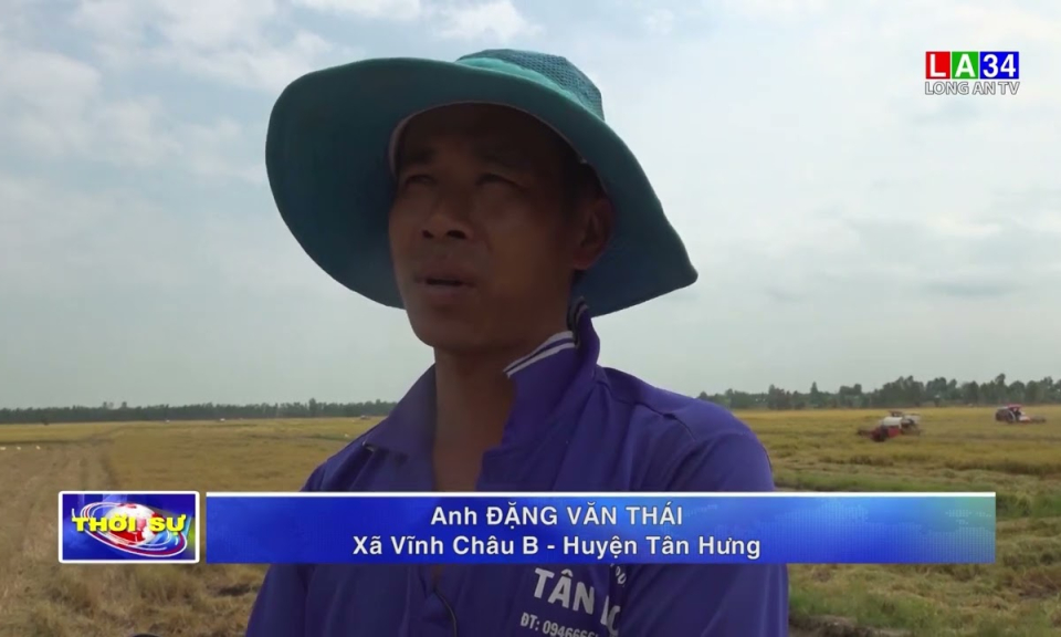 Lúa Đông Xuân bị ngã đỗ, người dân gặp khó khăn khi thu hoạch
