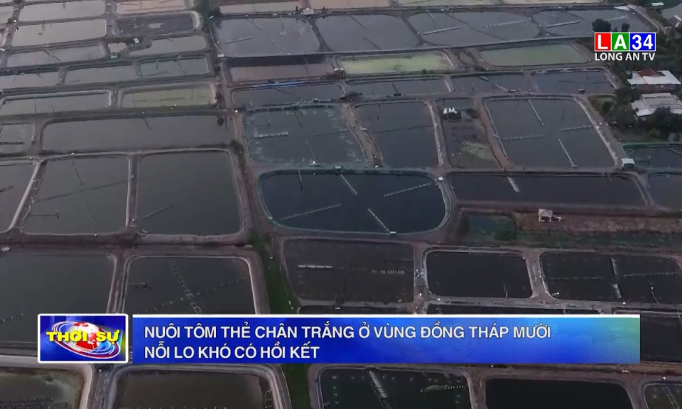 Nuôi tôm thẻ chân trắng ở vùng Đồng Tháp Mười – Nỗi lo khó có hồi kết