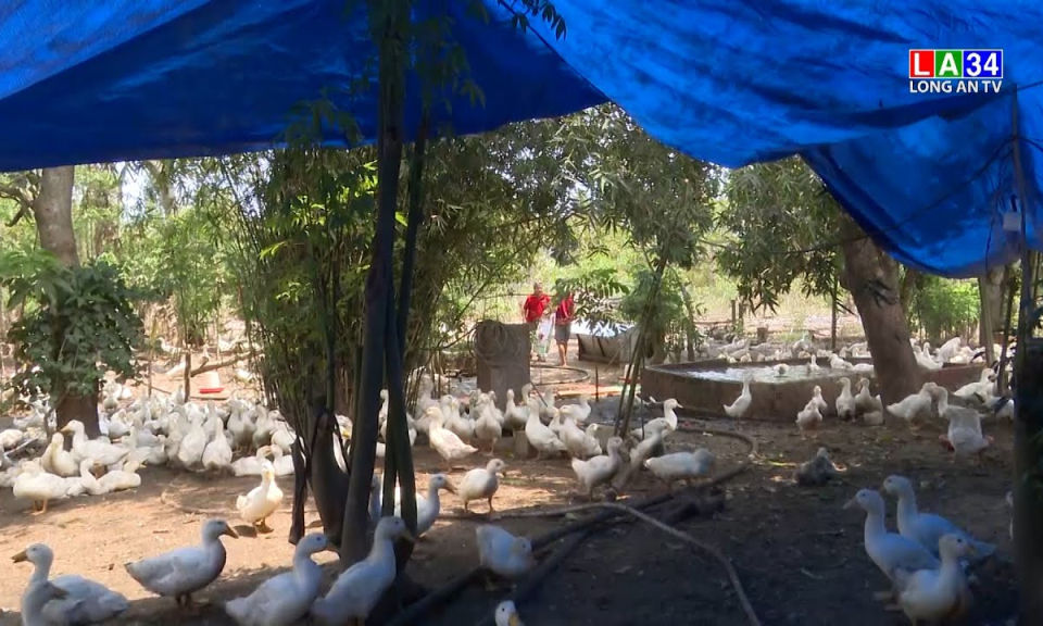Cúm gia cầm H5N1 xuất hiện ở Đồng Nai