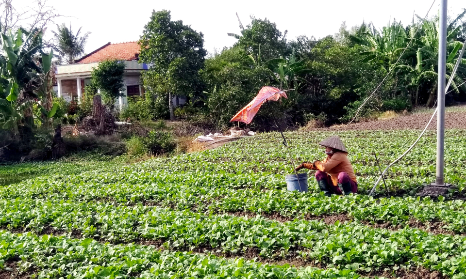 Rau có giá-nông dân Cần Đước phấn khởi