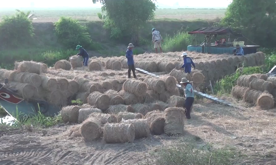 Tân Hưng nhộn nhịp nghề làm rơm mùa thu hoạch lúa