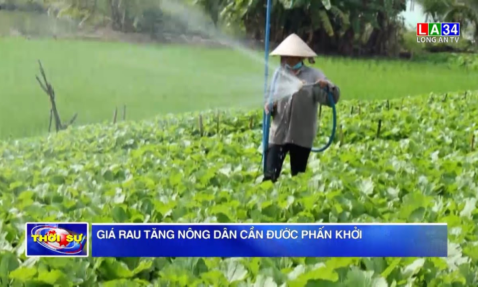 Giá rau tăng nông dân Cần Đước phấn khởi