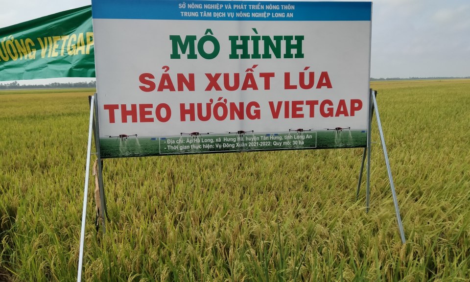 Tân Hưng tổng kết mô hình sản xuất lúa theo hướng VietGap