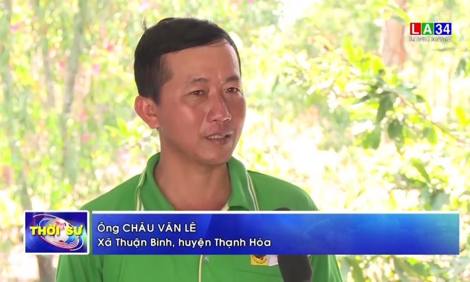 90% diện tích chanh toàn tỉnh đang trong giai đoạn cho trái