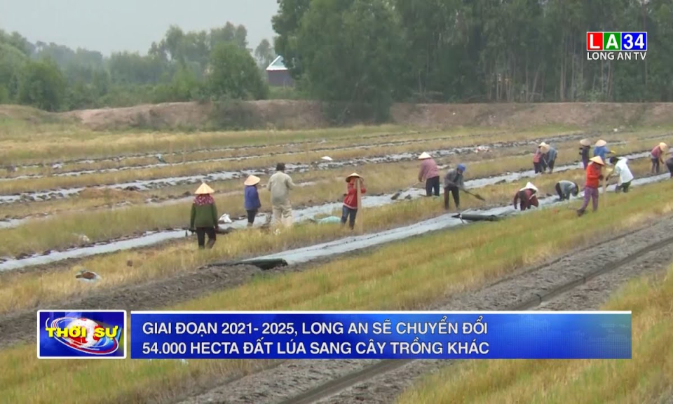 Giai đoạn 2021- 2025, Long An sẽ chuyển đổi 54.000 hecta đất lúa sang cây trồng khác