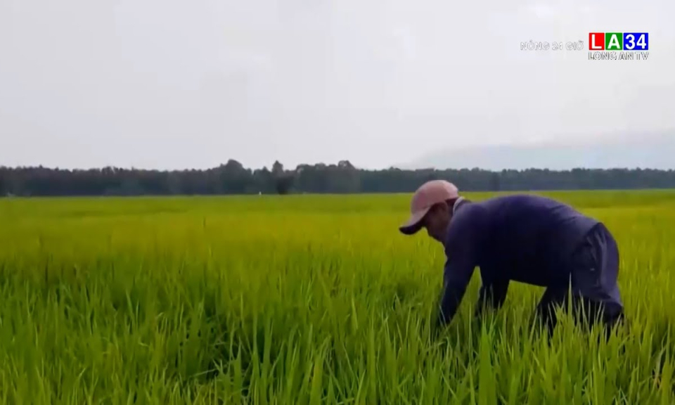Nông dân An Giang &#8220;khóc ròng&#8221; vì phải cắt lúa cho bò ăn