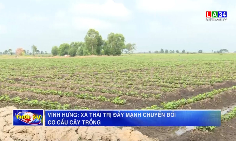 Vĩnh Hưng: Xã Thái Trị đẩy mạnh chuyển đổi cơ cấu cây trồng