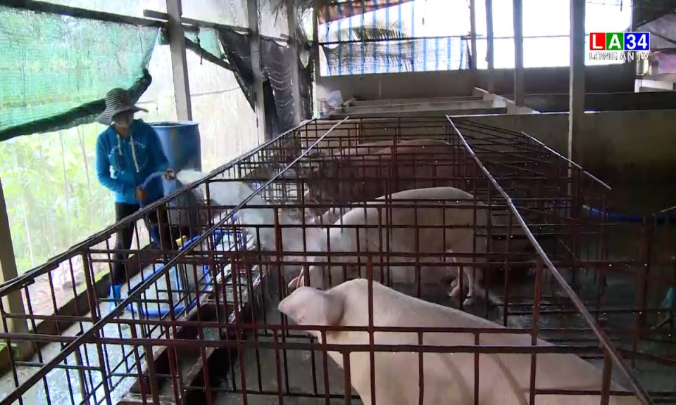 Chuyển đổi chăn nuôi heo theo hướng tập trung, an toàn để phòng dịch
