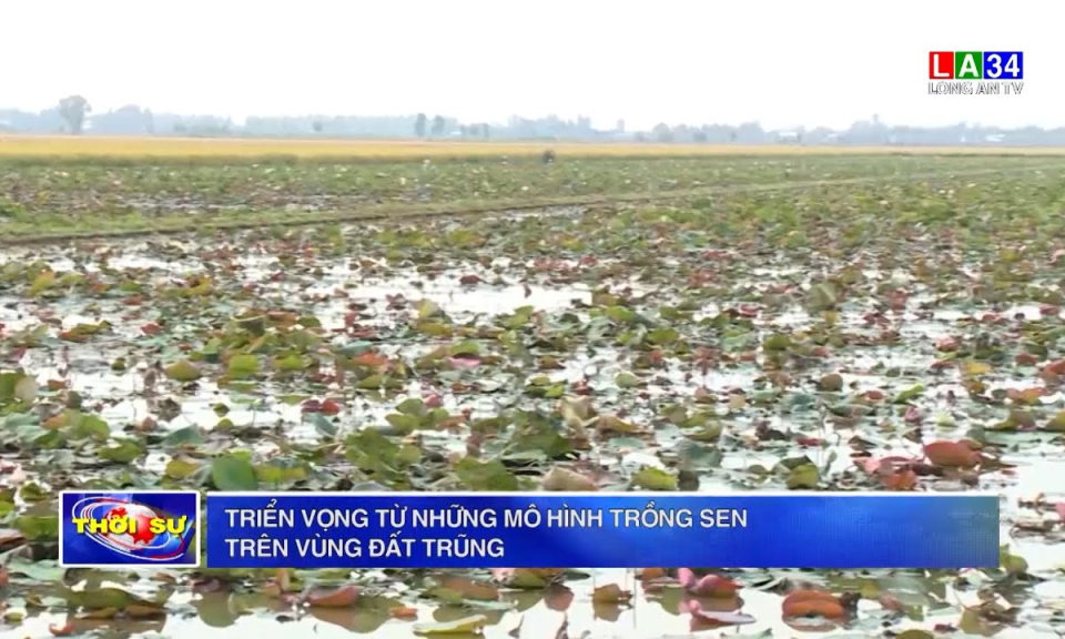 Triển vọng từ những mô hình trồng sen trên vùng đất trũng