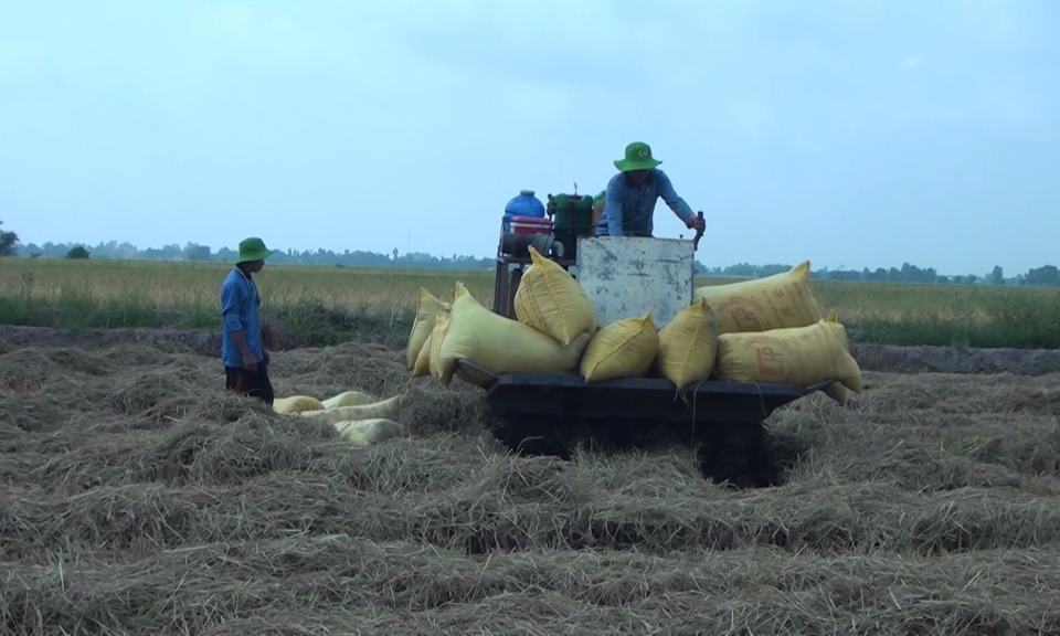 Tân Hưng giá lúa đông xuân tăng, nhưng nông dân không được hưởng lợi