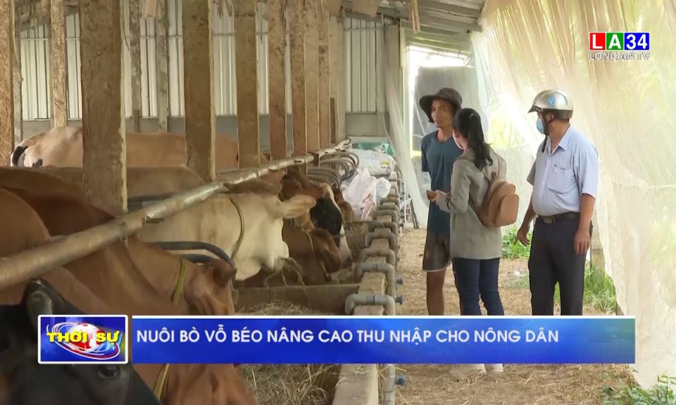 Nuôi bò vỗ béo nâng cao thu nhập cho nông dân