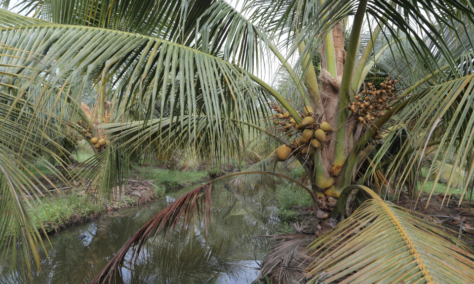 Thủ Thừa: Nông dân chuyển đổi từ đất lúa sang trồng dừa mang lại hiệu quả