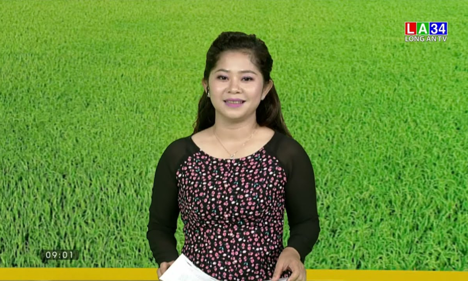 Chuyện nhà nông: Phòng trừ hiệu quả dịch hại lúa Đông Xuân
