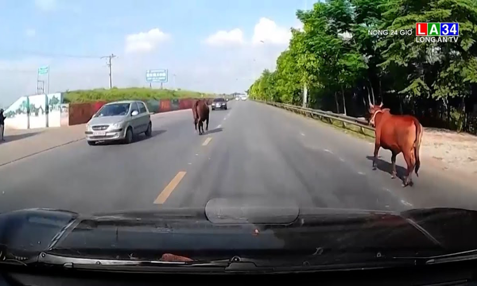 Vật nuôi thả rông - Hiểm họa khôn lường cần lưu ý