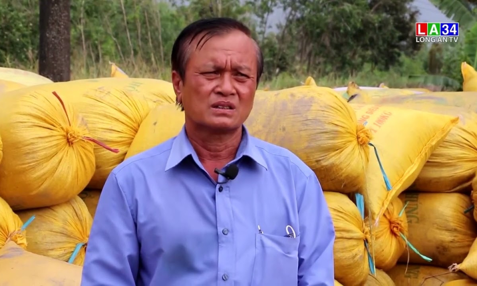 Hàng trăm hecta lúa đổ ngã ảnh hưởng đến năng suất